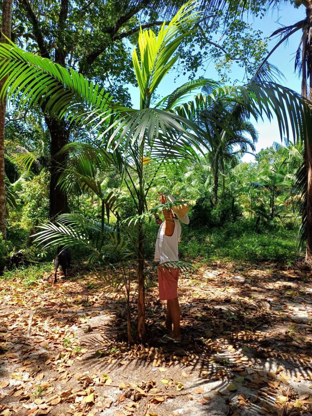 Eco Sitio O Labirinto Do Fauno Hotel Mosqueiro  Eksteriør billede