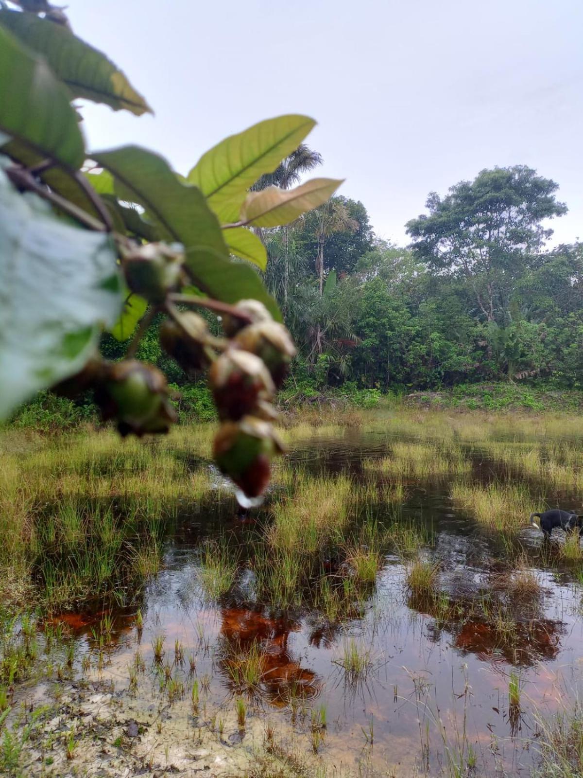 Eco Sitio O Labirinto Do Fauno Hotel Mosqueiro  Eksteriør billede