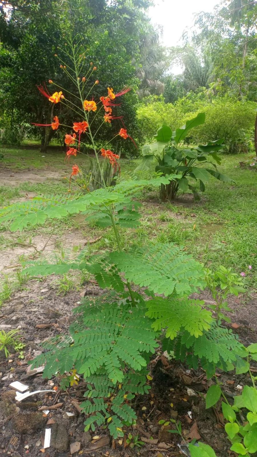 Eco Sitio O Labirinto Do Fauno Hotel Mosqueiro  Eksteriør billede