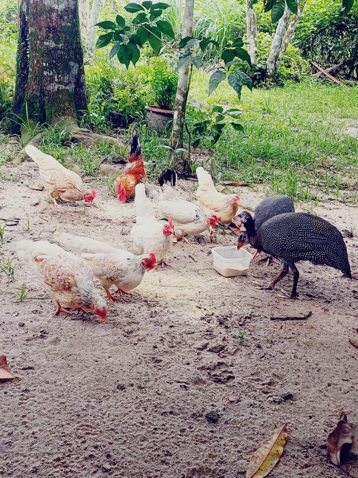 Eco Sitio O Labirinto Do Fauno Hotel Mosqueiro  Eksteriør billede