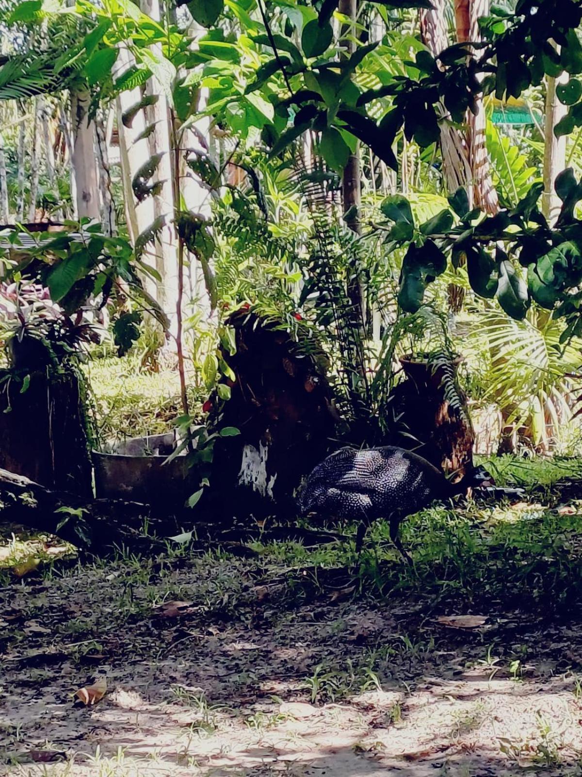 Eco Sitio O Labirinto Do Fauno Hotel Mosqueiro  Eksteriør billede