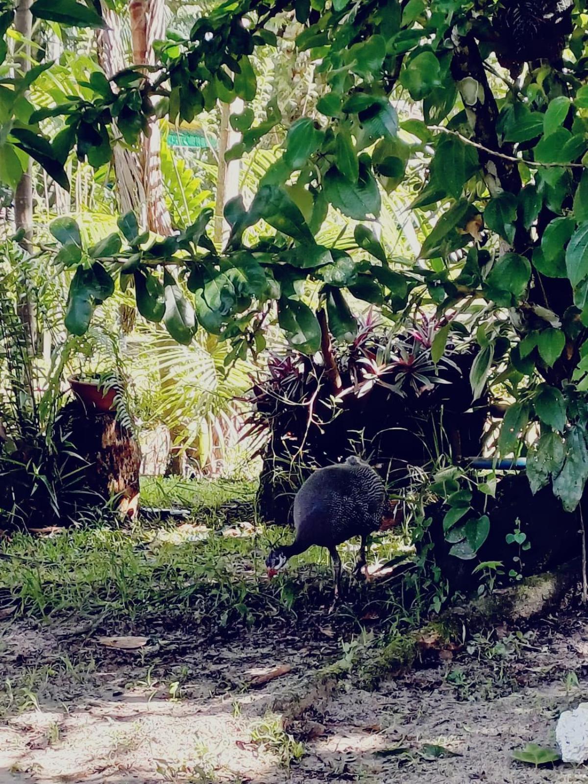 Eco Sitio O Labirinto Do Fauno Hotel Mosqueiro  Eksteriør billede